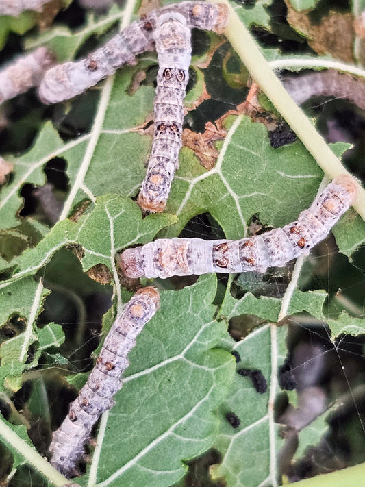 Silkworms