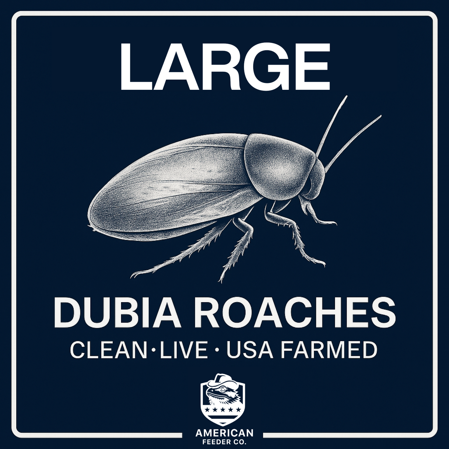 Dubia Roaches