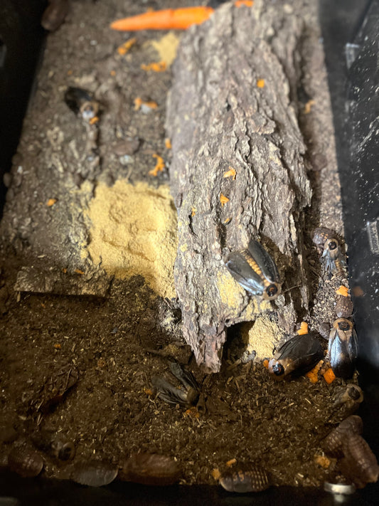 Death’s Head Roaches