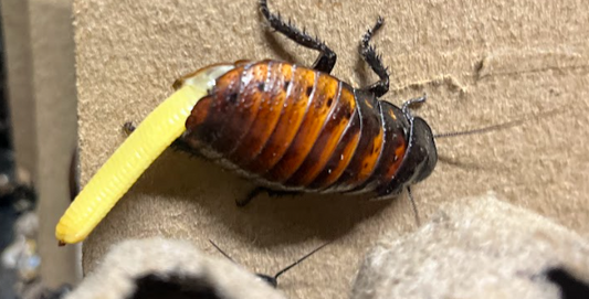 Madagascar Hissing Roaches
