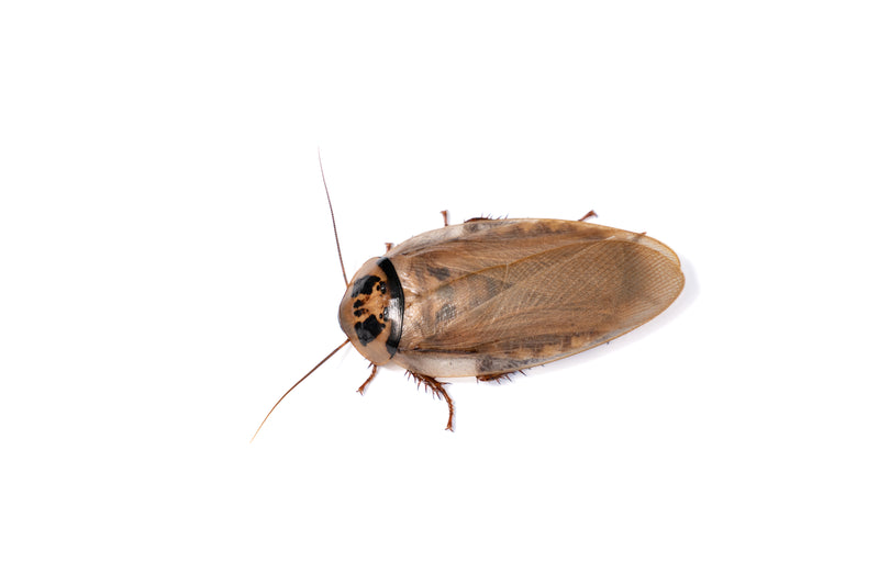 Ivory Head Roaches