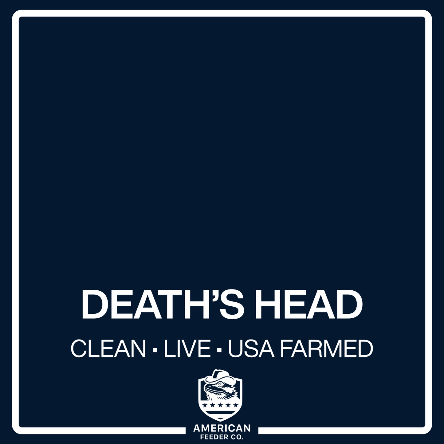 Death’s Head Roaches