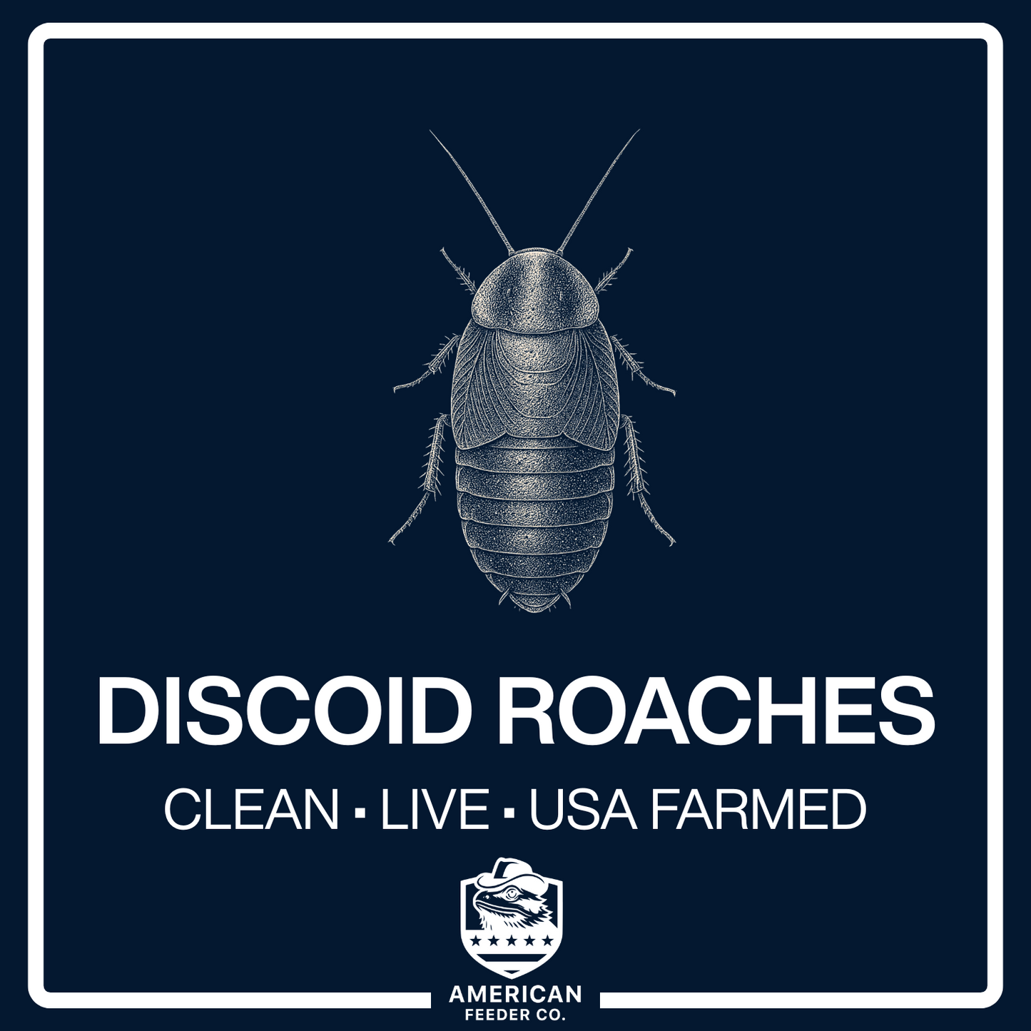 Discoid Roaches