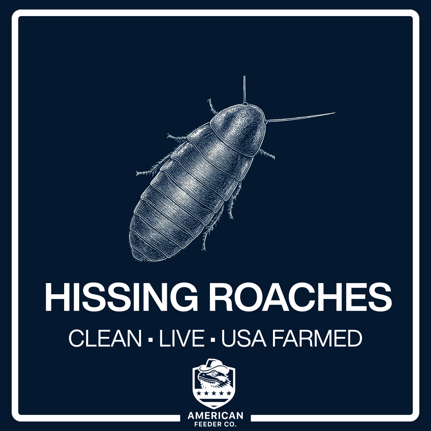 Madagascar Hissing Roaches