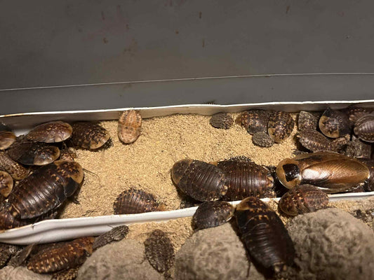 Discoid Roaches