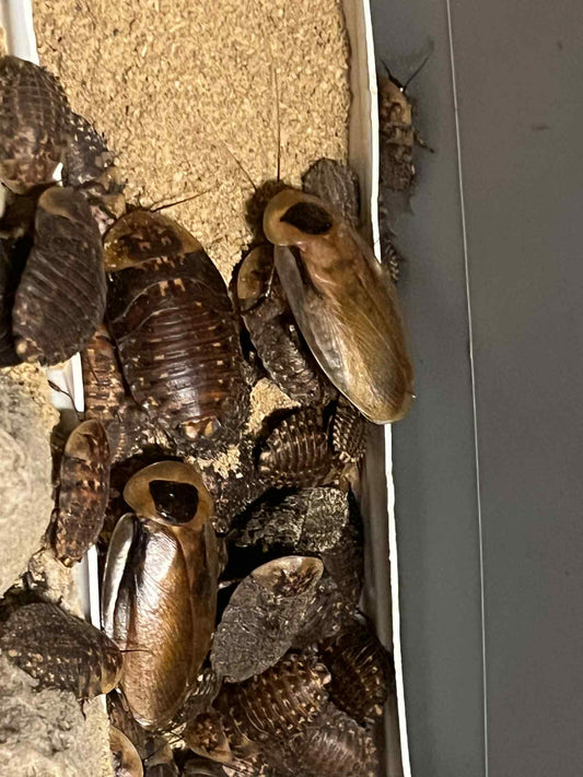 Discoid Roaches