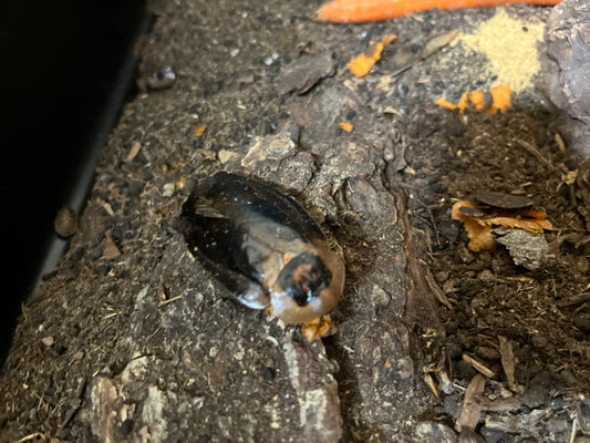 Death’s Head Roaches