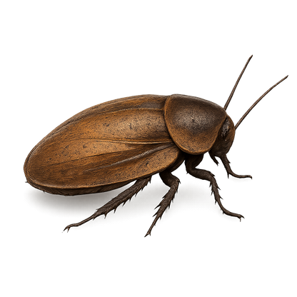 Dubia Roaches