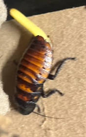 Madagascar Hissing Roaches
