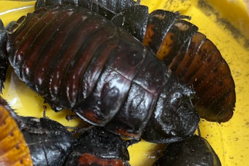 Madagascar Hissing Roaches
