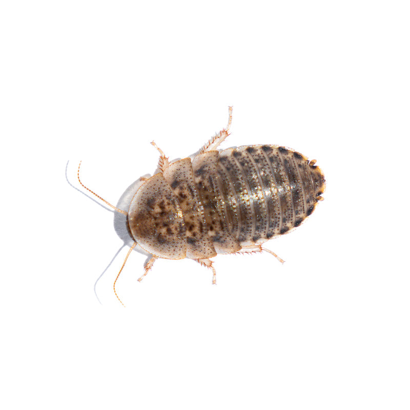 Dubia Roaches