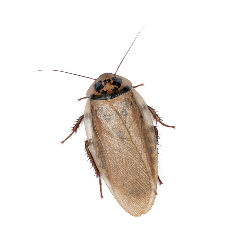 Ivory Head Roaches