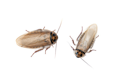 Ivory Head Roaches