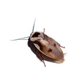 Centurion Roaches