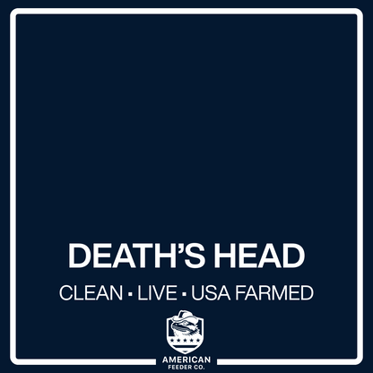 Death’s Head Roaches