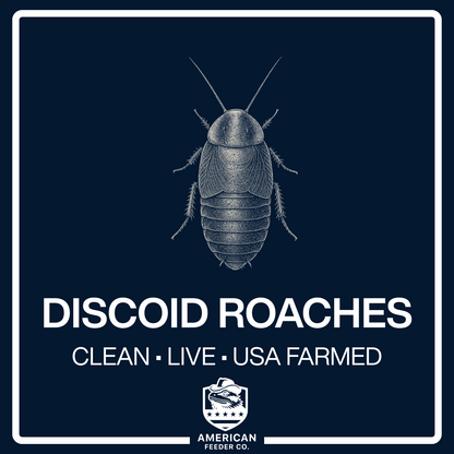 Discoid Roaches
