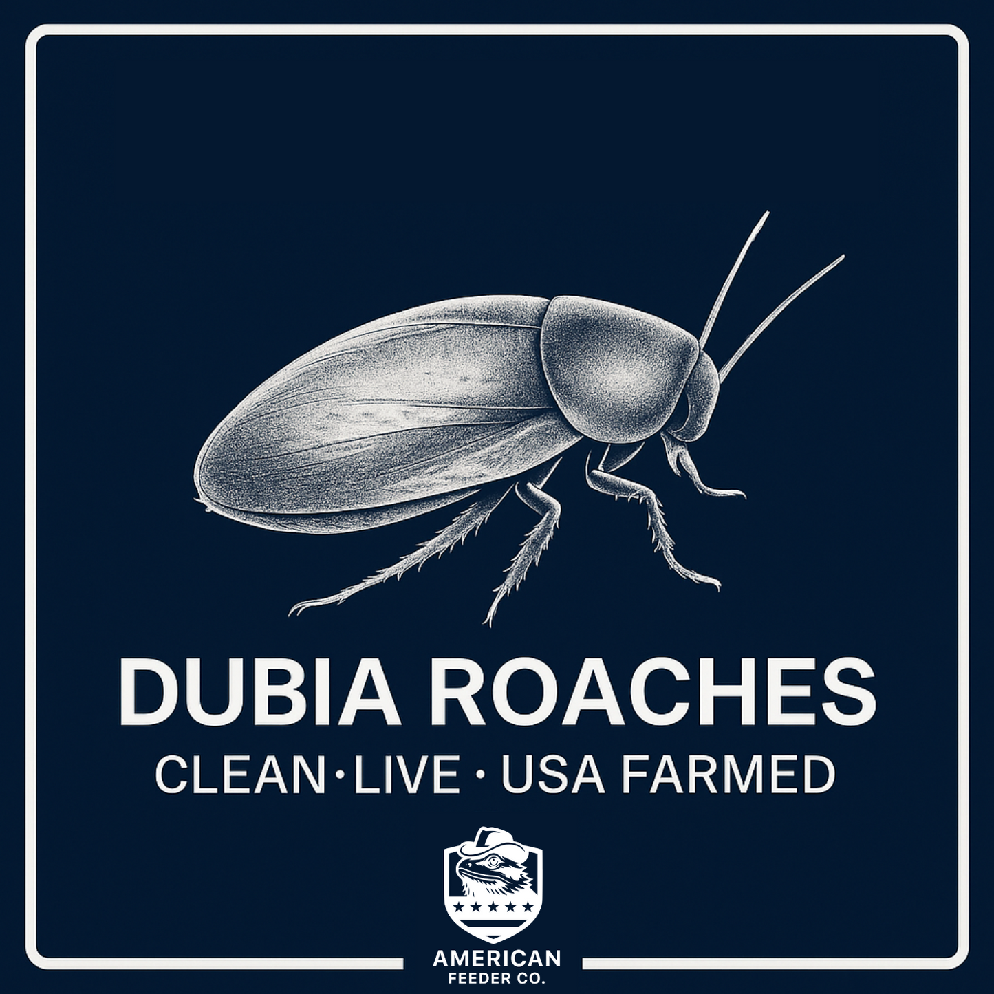 Dubia Roaches