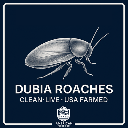 Dubia Roaches