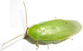 Green Banana Roaches