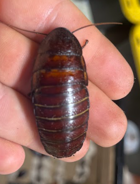 Madagascar Hissing Roaches