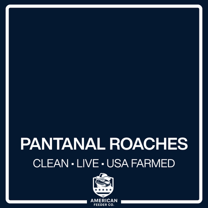 Pantanal Roaches