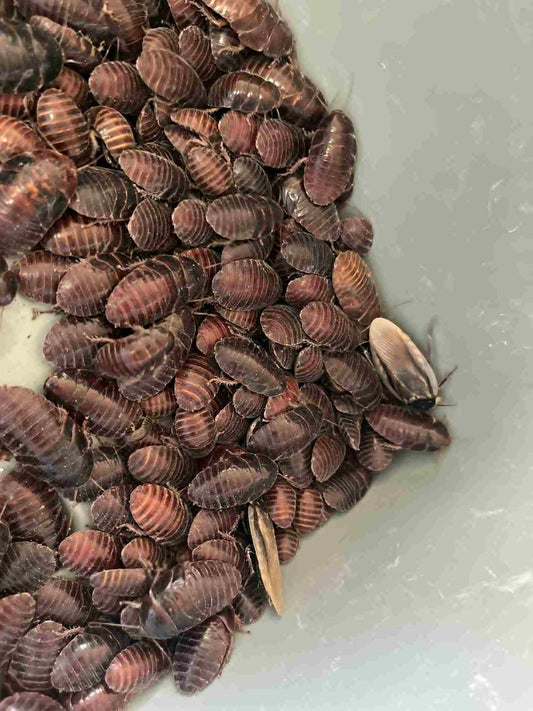 Pantanal Roaches