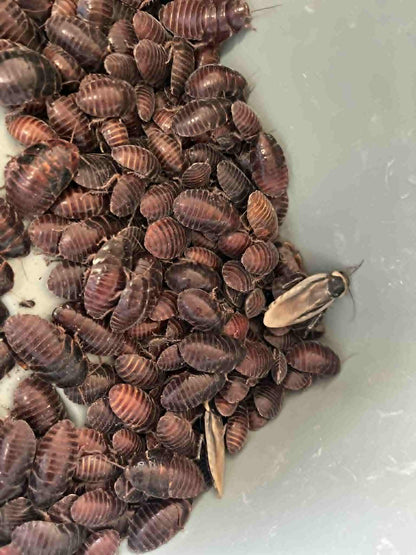 Pantanal Roaches