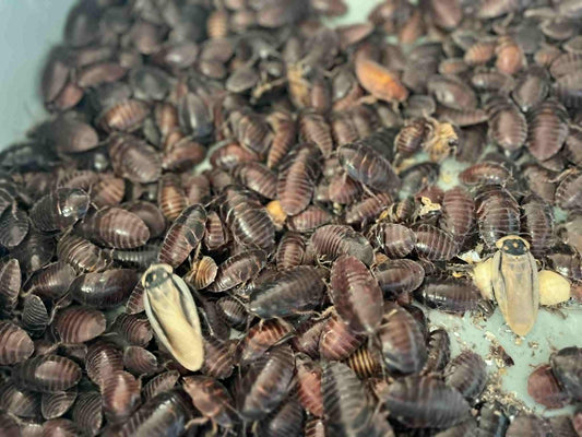 Pantanal Roaches