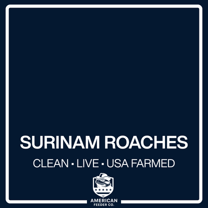 Surinam Roaches