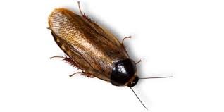 Surinam Roaches